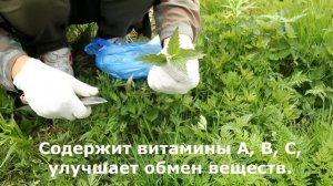 Дикие растения как лекарства и еда. Часть 1: Средняя полоса России