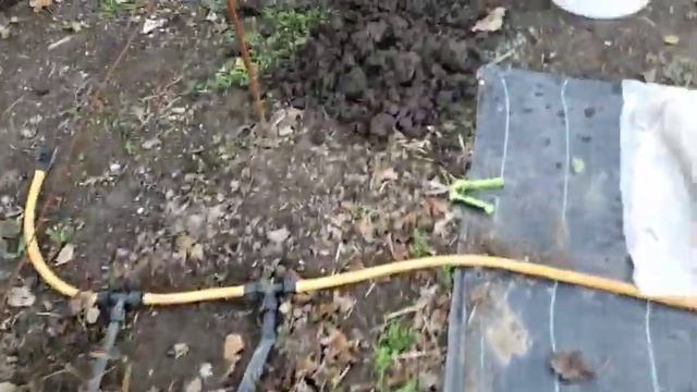 Заложил корень ежевики в холодильник. Черенкование побегов. смотреть онлайн