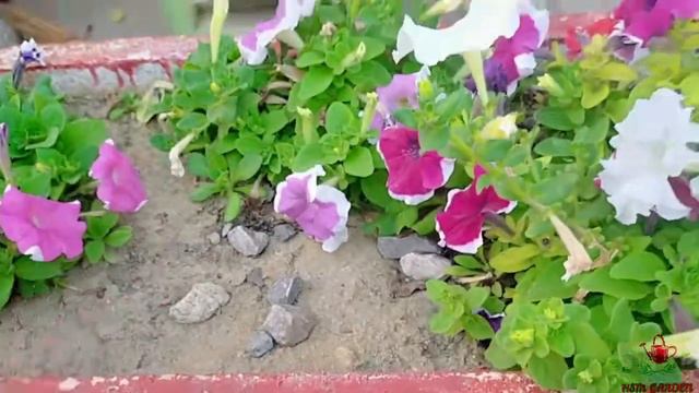 Self Grown Petunia Plants | Best Summer Flowering Plant | HSM GARDEN смотреть онлайн