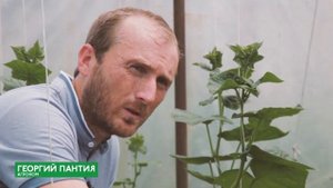 Выращивание огурцов сорта "Маша" в теплице