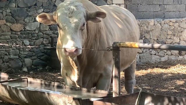 Simmental bull один из самых больших Быков в России