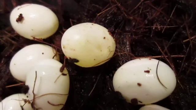Что делать с кладкой яиц архахатины.