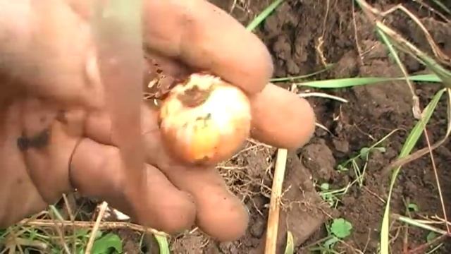 Выращиваем гладиолусы с деток Сад и огород выпуск 073 смотреть онлайн