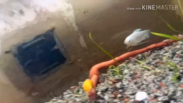 Купила новых криветок!Уборка в аквариумах , подмена воды.Пачему умирают анцитрусы?Зачем каряга? смотреть онлайн