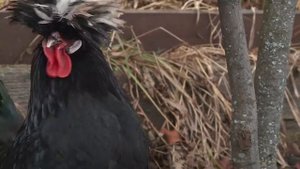 Голландский хохлатый петух: подробно о породе