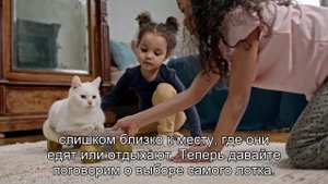 Как научить кошку пользоваться лотком?