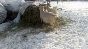 Не выехать из деревни из-за животных