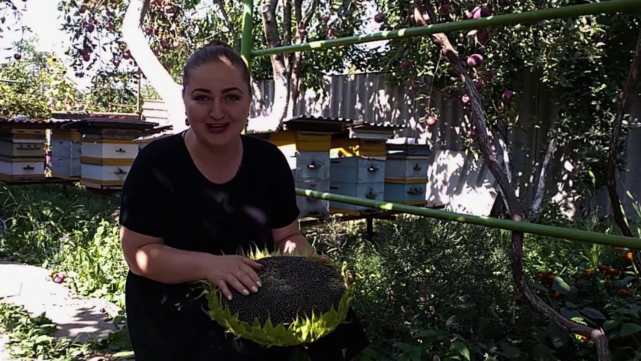 БЛЮДО ДНЯ. Подсолнух. Подсолнечник. Дитя солнца и витамин молодости. ЦЕНИТЕ ЭТО РАСТЕНИЕ смотреть онлайн