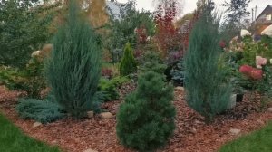 Сад редких хвойных на 01.10.2023г🍁🌲Пересадила ели! Обрезала можжевельники и Новиночка в моём саду!🔥