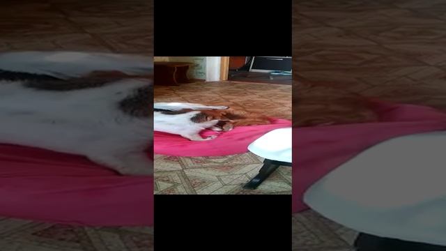 Смотреть видео онлайн