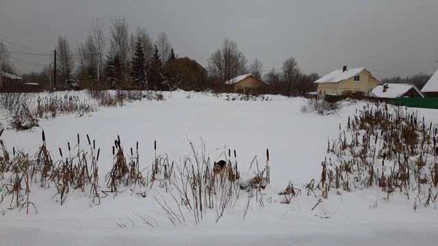 Метель под Новый год! Декабрь 2023г. смотреть онлайн