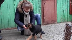 КАК ПРАВИЛЬНО ВЫБРАТЬ ЩЕНКА.How to choose the right puppy.Немецкая овчарка. Odessa.