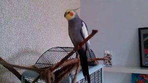 Попугай корелла поет песенку