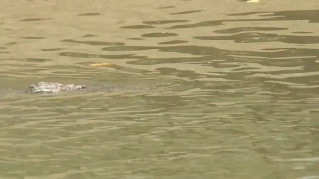 The Saltwater Crocodile (Crocodylus Porosus)