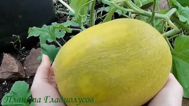 Прямая трансляция пользователя Планета Гладиолусов