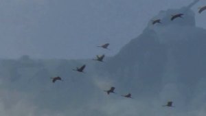 Журавли песня - военных времен 😢