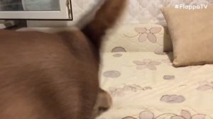 Big Floppa Sneezing and Drinking Water : Caracal