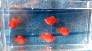 пецилия дисковая красная