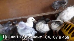 Цыплята Доминант Чехия 104,107 и 459.