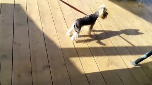 Йоркширский терьер Лексус, 11 месяцев. (Беби Фейс)