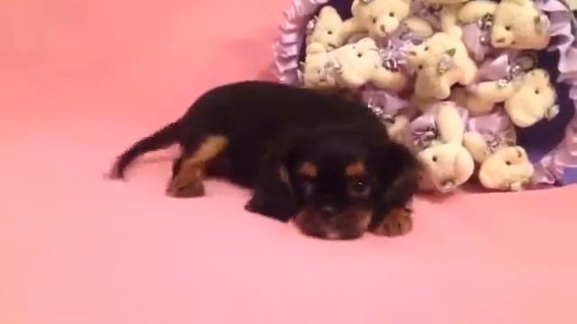 Кавалер кинг Чарльз спаниель, девочка 2,5 мес смотреть онлайн