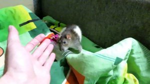 Полное приручение крысы! ? Бывший дикий кусака - Севак, и мысли о сселении. ? ( Fancy Rats ) ?