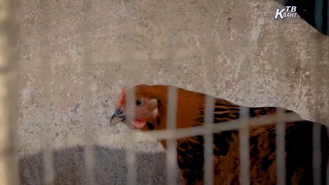 Весенние заботы ветеринаров. Зарайск смотреть онлайн