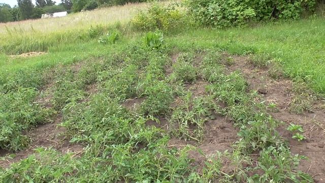 Черная малина и Смокрыжина спеет. Аисты улетели неожиданно смотреть онлайн