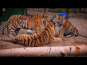 Камри , Опля и Динго новая банда из трех тигров