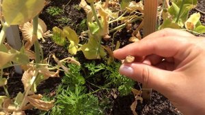 Как собрать горох на семена / How to collect the seeds of peas