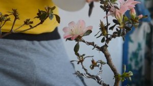 Как добиться более долгого цветения у бонсай? Советы по Бонсай!