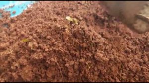 Episcia/Flame Violet Plant Care in Malayalam|| Episcia Propogation, Fertilizer &Powerful potting Mi