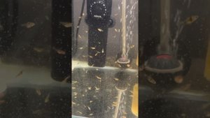 Как я разводил суматранских барбусов или "Что наша жизнь? Еда!".