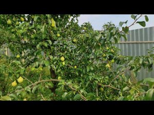 Груша ПРОСТО МАРИЯ