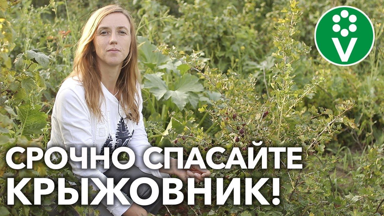 НЕ ПОТЕРЯЙТЕ ВЕСЬ УРОЖАЙ КРЫЖОВНИКА! Защитите кустарник от солнца и болезней!