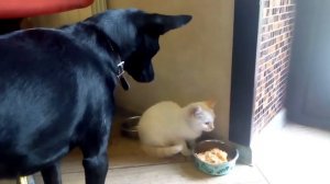 Принесли котенка в дом и знакомим с нашей злой собакой!