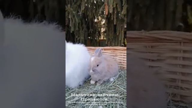 Ангорские кролики в наличии. @rusangora во всех соцсетях. 16.03.22 смотреть онлайн