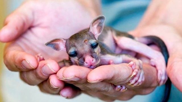 Короткие факты №9 смотреть онлайн