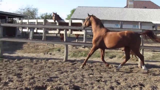 Соболь, 3 года смотреть онлайн