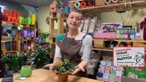 Пеперомии. Особенности ухода и виды. Пеперомия Рокка Скуро - знакомьтесь. Неприхотлива и прекрасна.