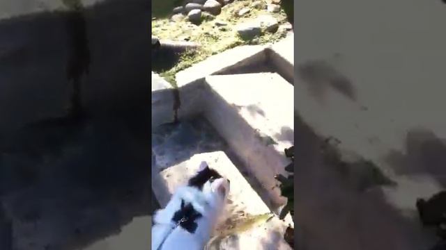 Phelps the Maine Coon goes on a walk смотреть онлайн