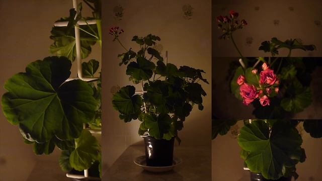 Царская Герань смотреть онлайн