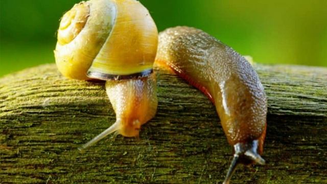 Cuidados de la Drimiopsis maculata - Piel de Sapo - Planta Leopardo - Piel de Leopardo - Falsa Host смотреть онлайн