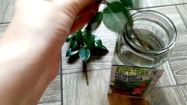 Укоренение гардении в воде. От обрезки до посадки.