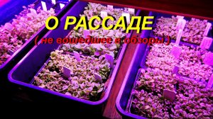 ДНЕВНИК ТАБАКОВОДА № 60 ( 27.11. про рассаду не вошедшее в обзоры ) ТАБАК