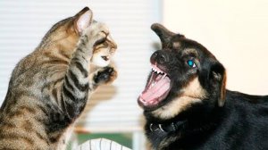 ? Враг или друг? Ответный удар ? / Приколы с котами и собаками 2022 #16