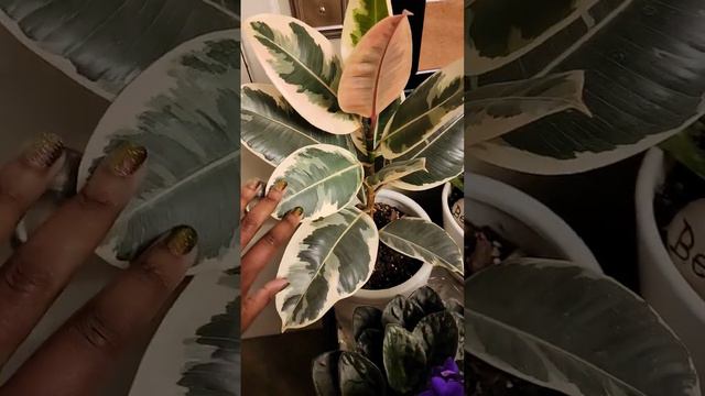 ficus tineke rubber tree смотреть онлайн