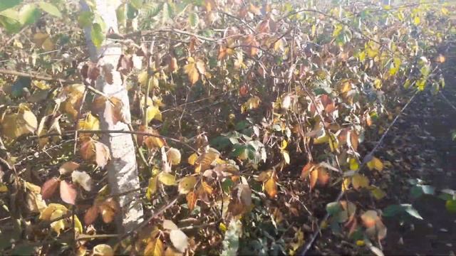 Осенний обход плантации с ежевикой смотреть онлайн