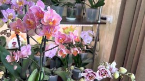 Моя новая Орхидея из обзора  ( орхидеи бабочки )