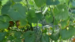 Kiwano, African Horned Cucumber or Melon, Jelly Melon